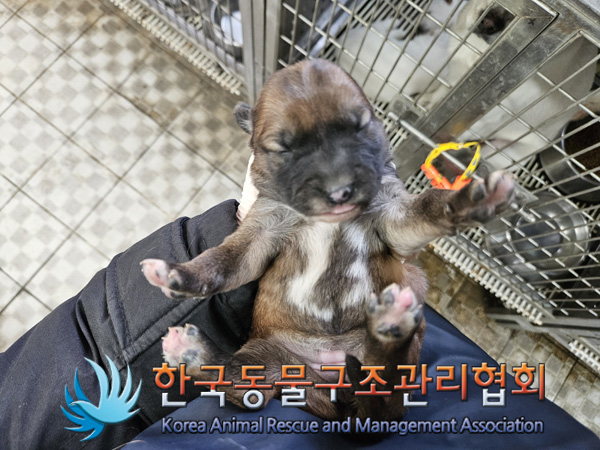 한국동물구조관리협회_441406202401967