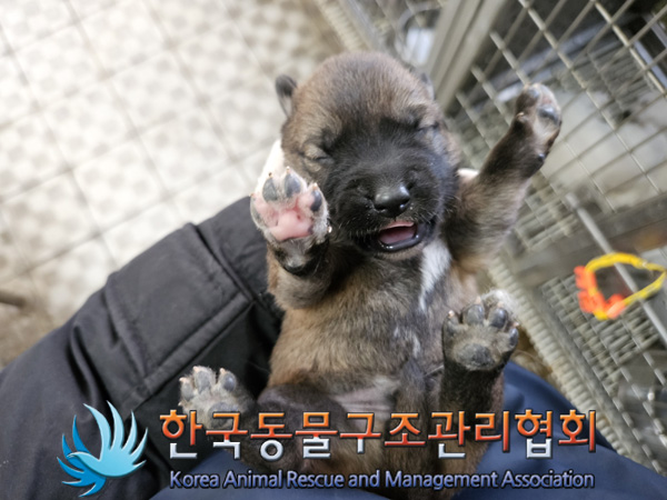 한국동물구조관리협회_441406202401964