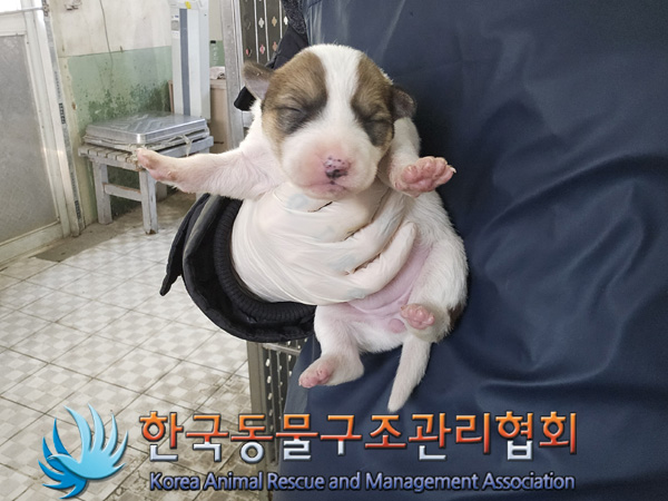 한국동물구조관리협회_441406202401962