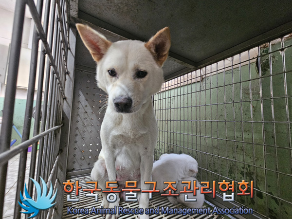 한국동물구조관리협회_441409202401718