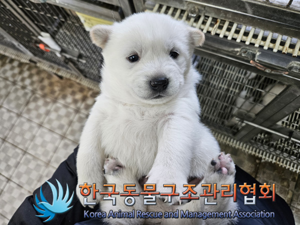 한국동물구조관리협회_441409202401716