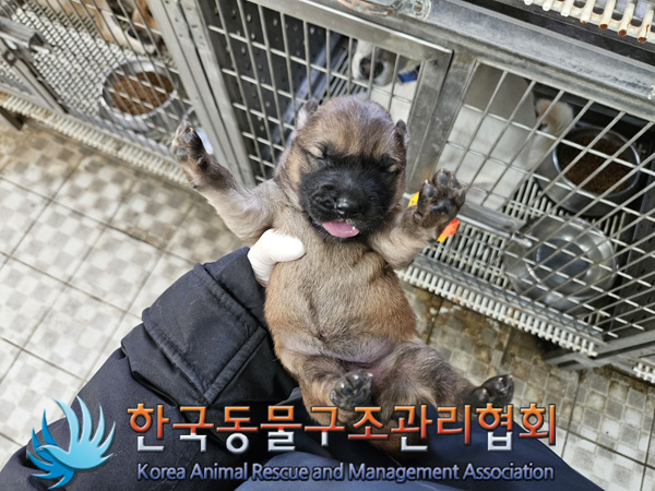한국동물구조관리협회_441406202401965