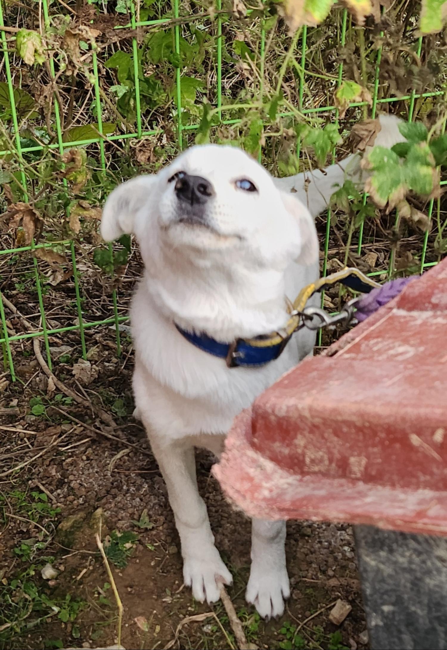 울산유기동물보호센터_431373202401802
