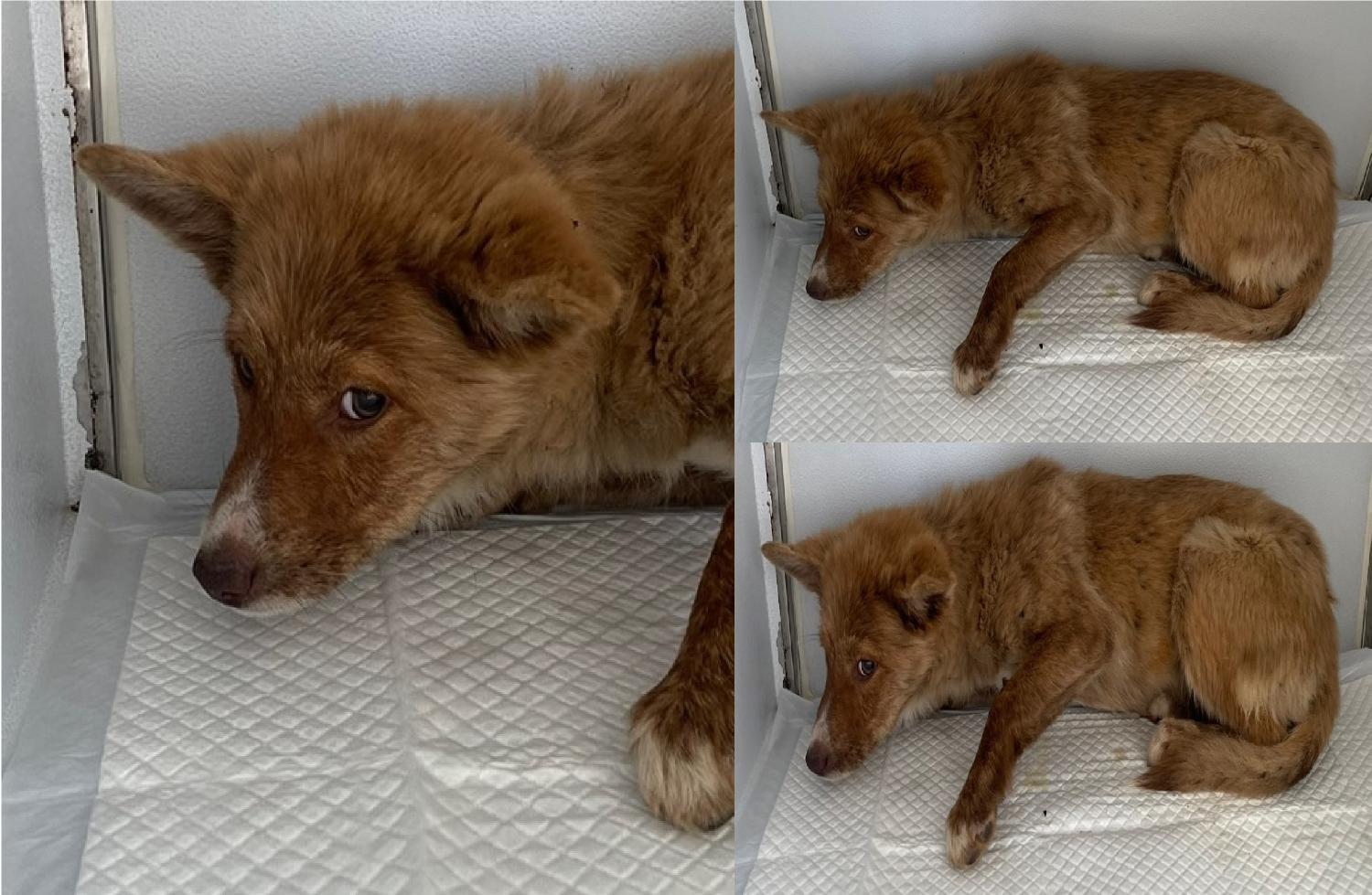 서산시 동물보호센터_444453202401541