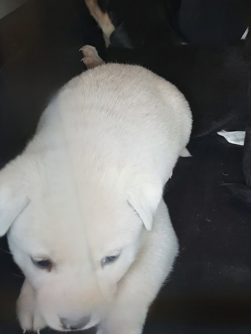 울산유기동물보호센터_431373202401804