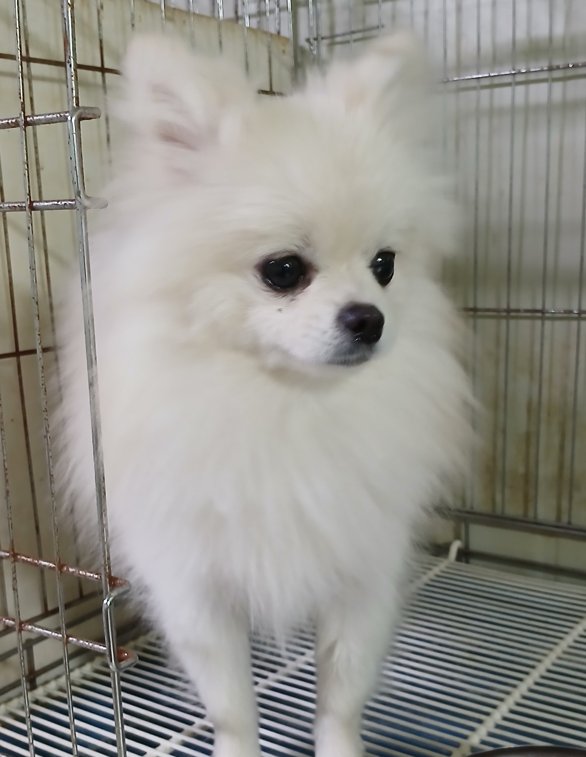 대구유기동물보호협회_427347202400963