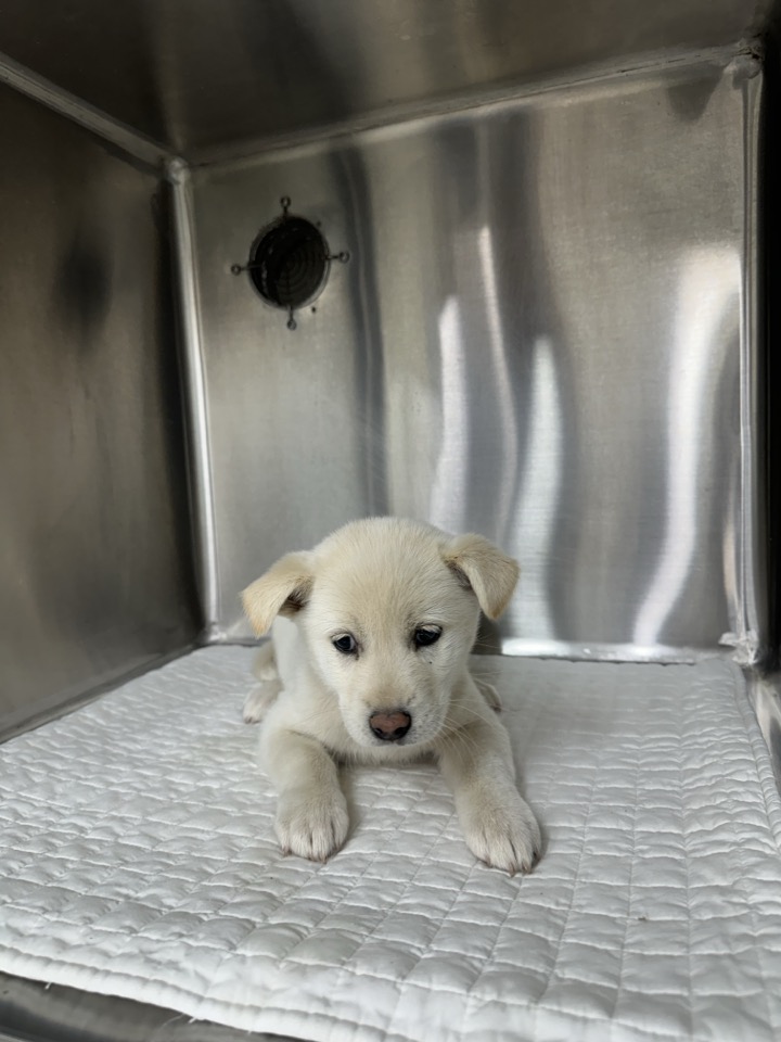 신공항동물병원_428349202401015