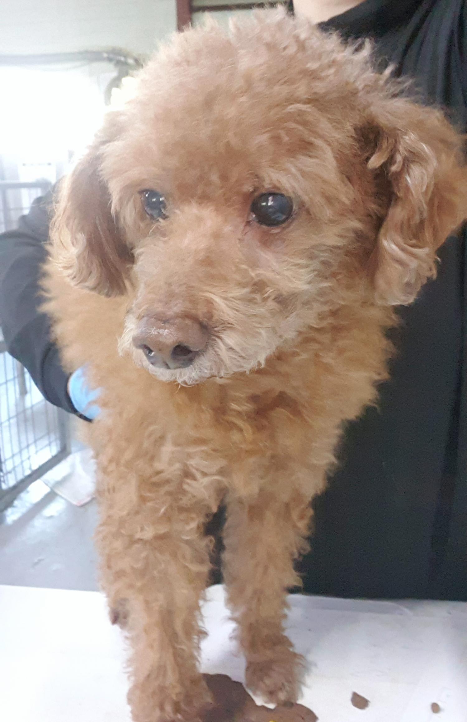 인천광역시수의사회_428353202401229