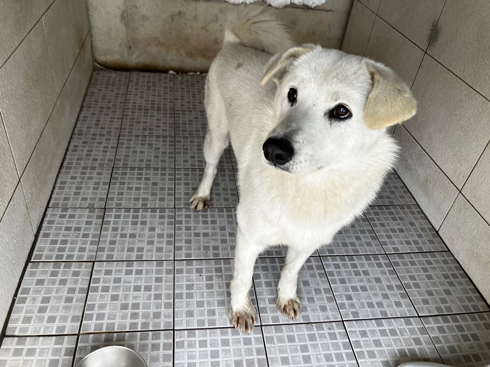광주 동물보호소_429361202400680