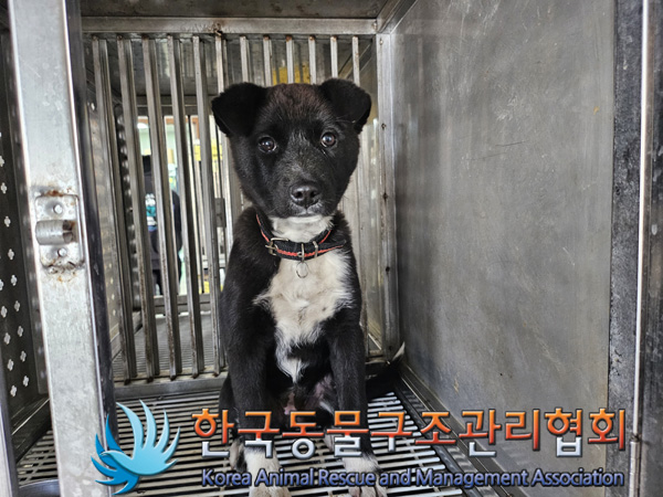 한국동물구조관리협회_441559202401281