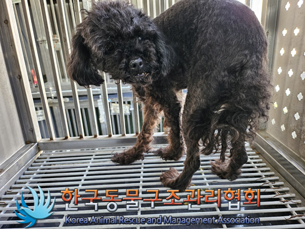 한국동물구조관리협회_411323202401074