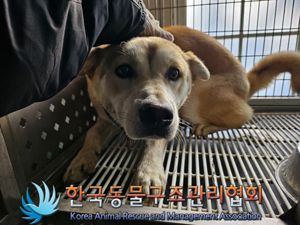 한국동물구조관리협회_441560202401355