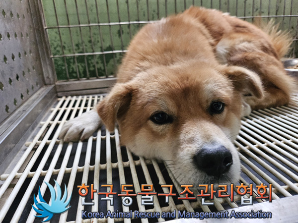 한국동물구조관리협회_441560202401356