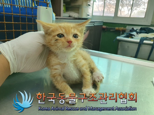 한국동물구조관리협회_441409202401720