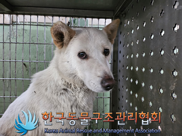 한국동물구조관리협회_441414202400889