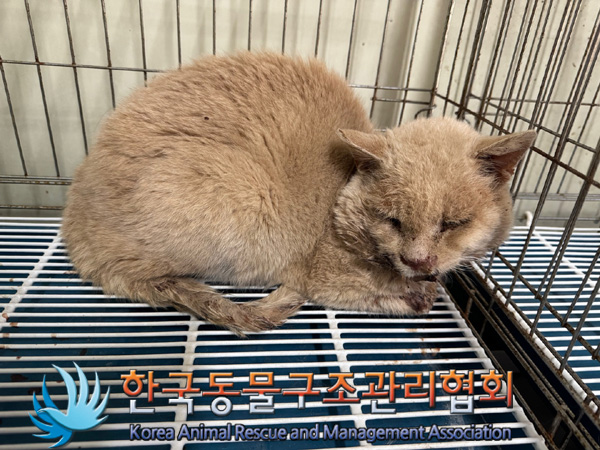 한국동물구조관리협회_441406202401968