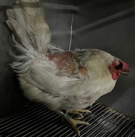 인천광역시수의사회_428351202400794