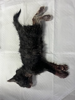 인천광역시수의사회_428352202400538