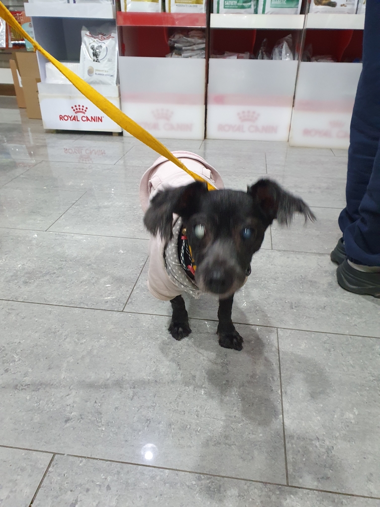 펫앤쉘터동물병원_441378202401428