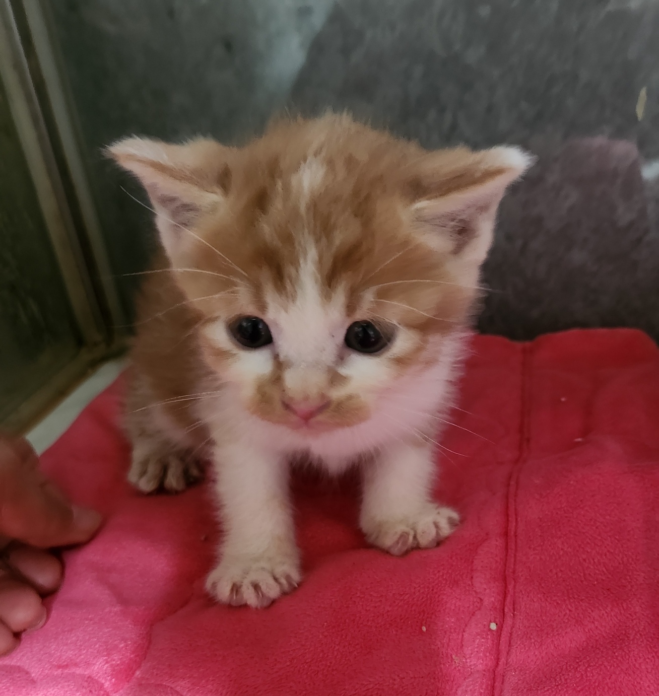 [고양이] 한국 고양이 울산-울주-2024-00920 유기동물 배경 이미지 입니다.