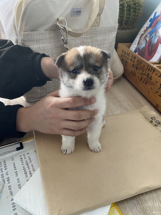 익산유기동물보호소_445468202402992