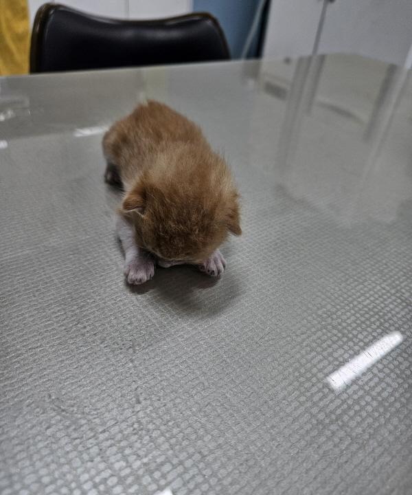 익산유기동물보호소_445468202402998