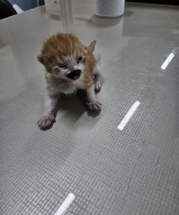 익산유기동물보호소_445468202402999