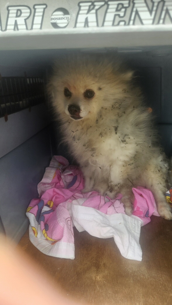 익산유기동물보호소_445468202402996