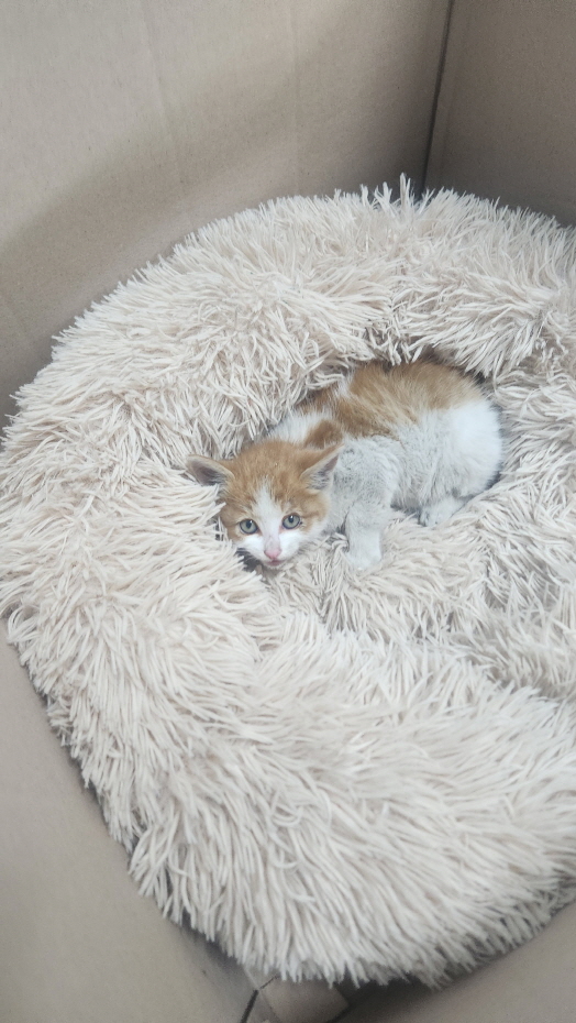 익산유기동물보호소_445468202403004