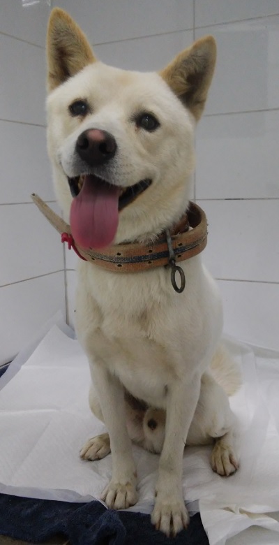 산타클라라동물병원_431369202400679
