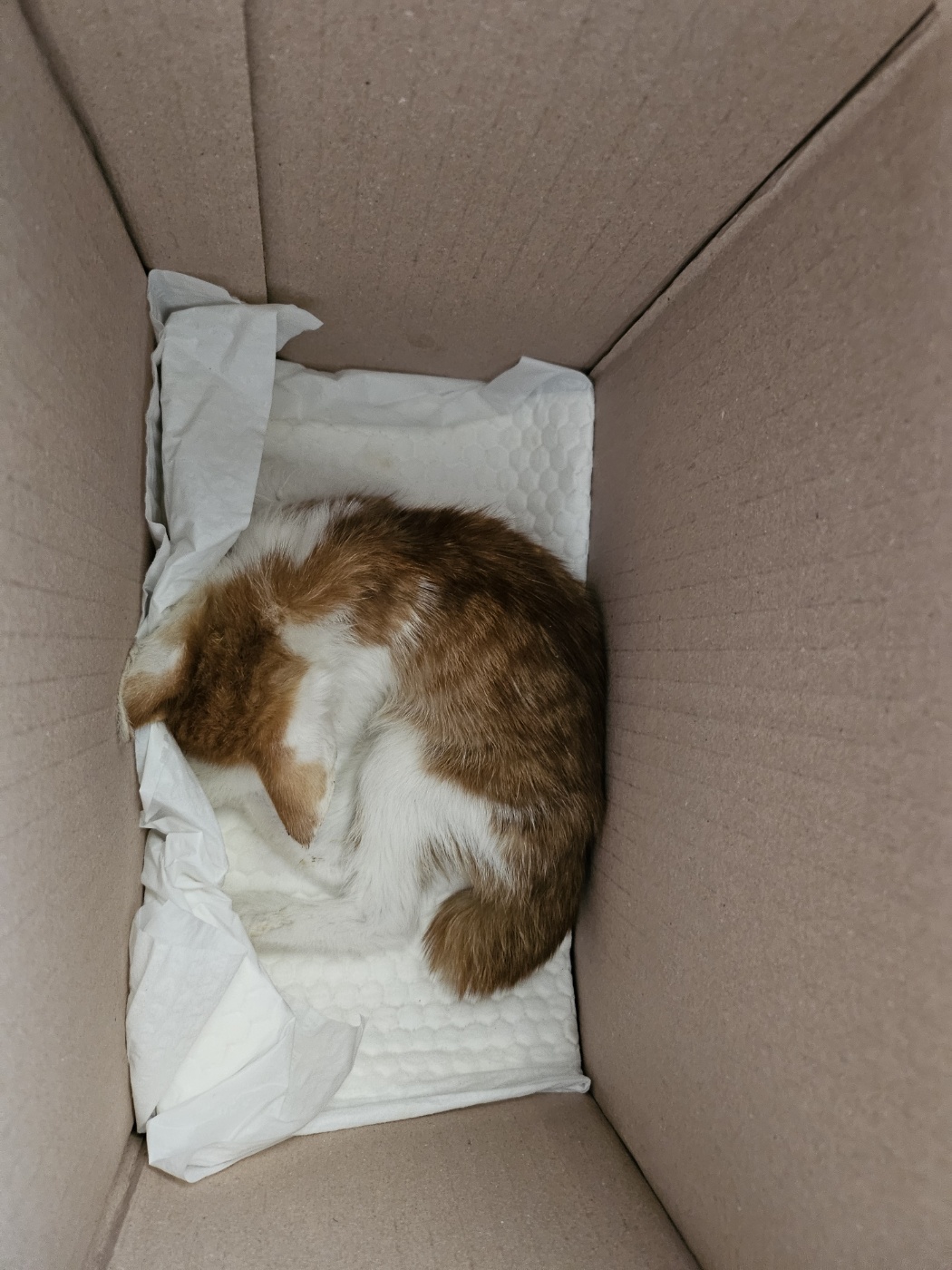 거제시유기동물보호소_448537202401228