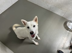 대전동물보호센터_430367202400855