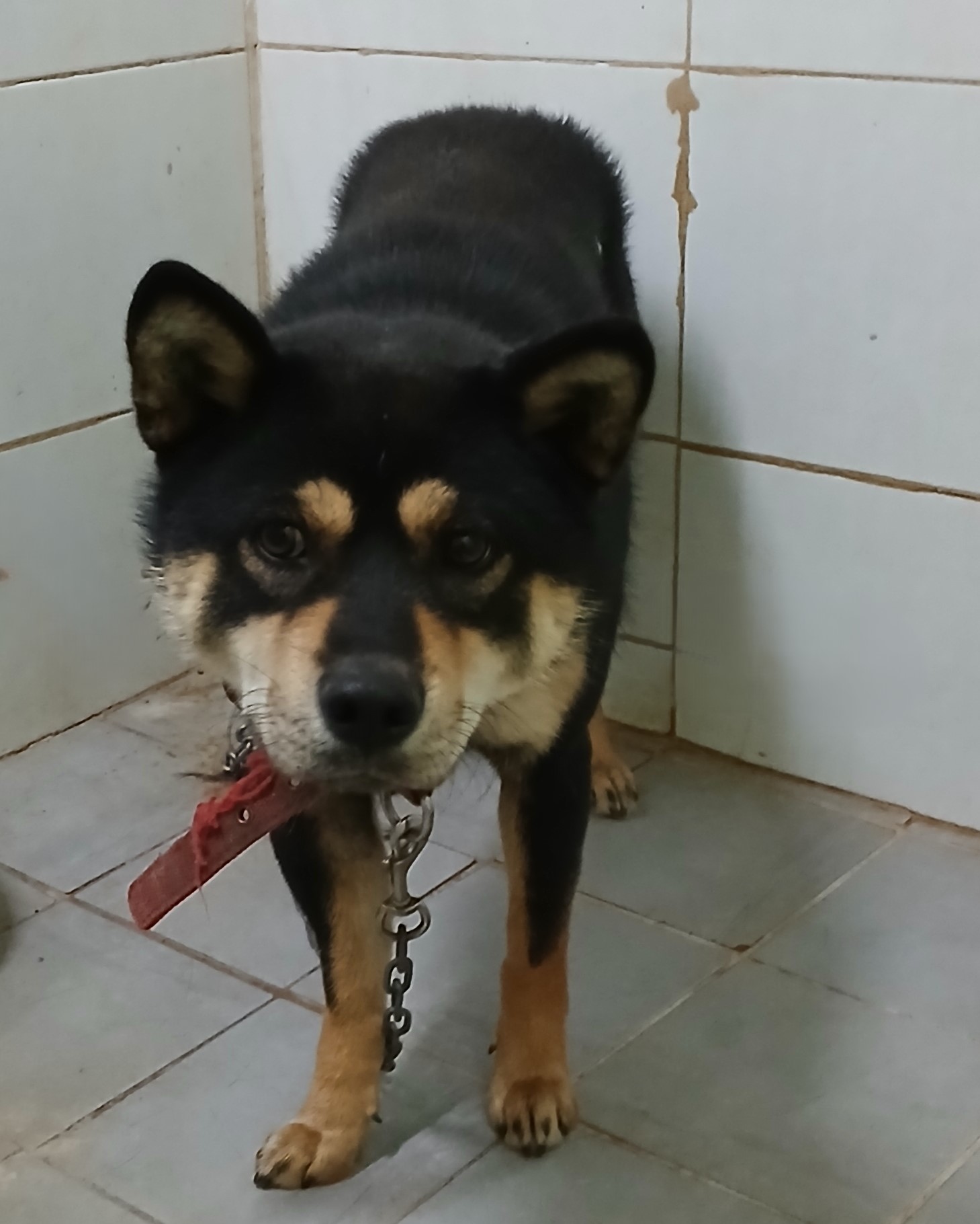 대구유기동물보호협회_427345202400738
