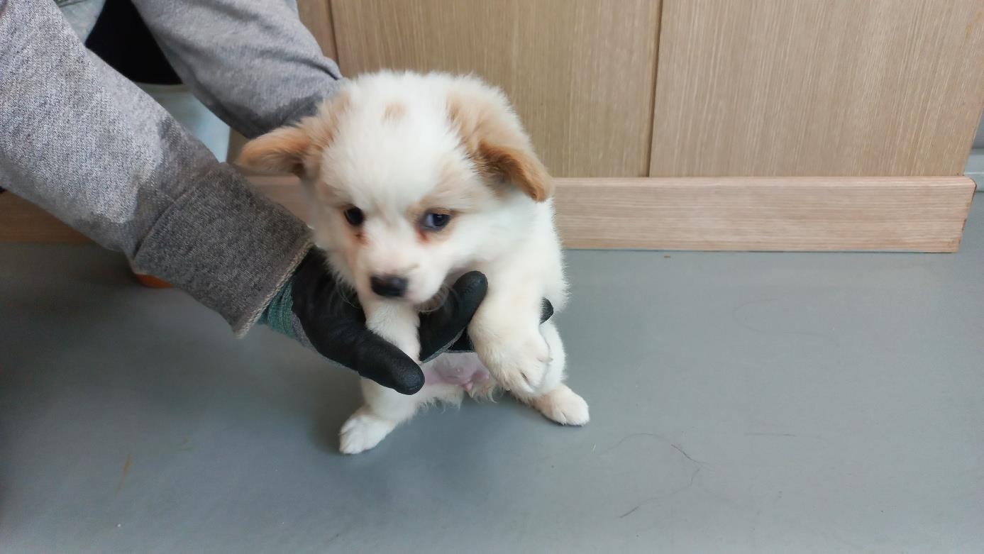 남부여동물보호소_444457202400673