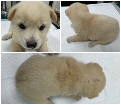 논산시 동물보호센터_444454202401092