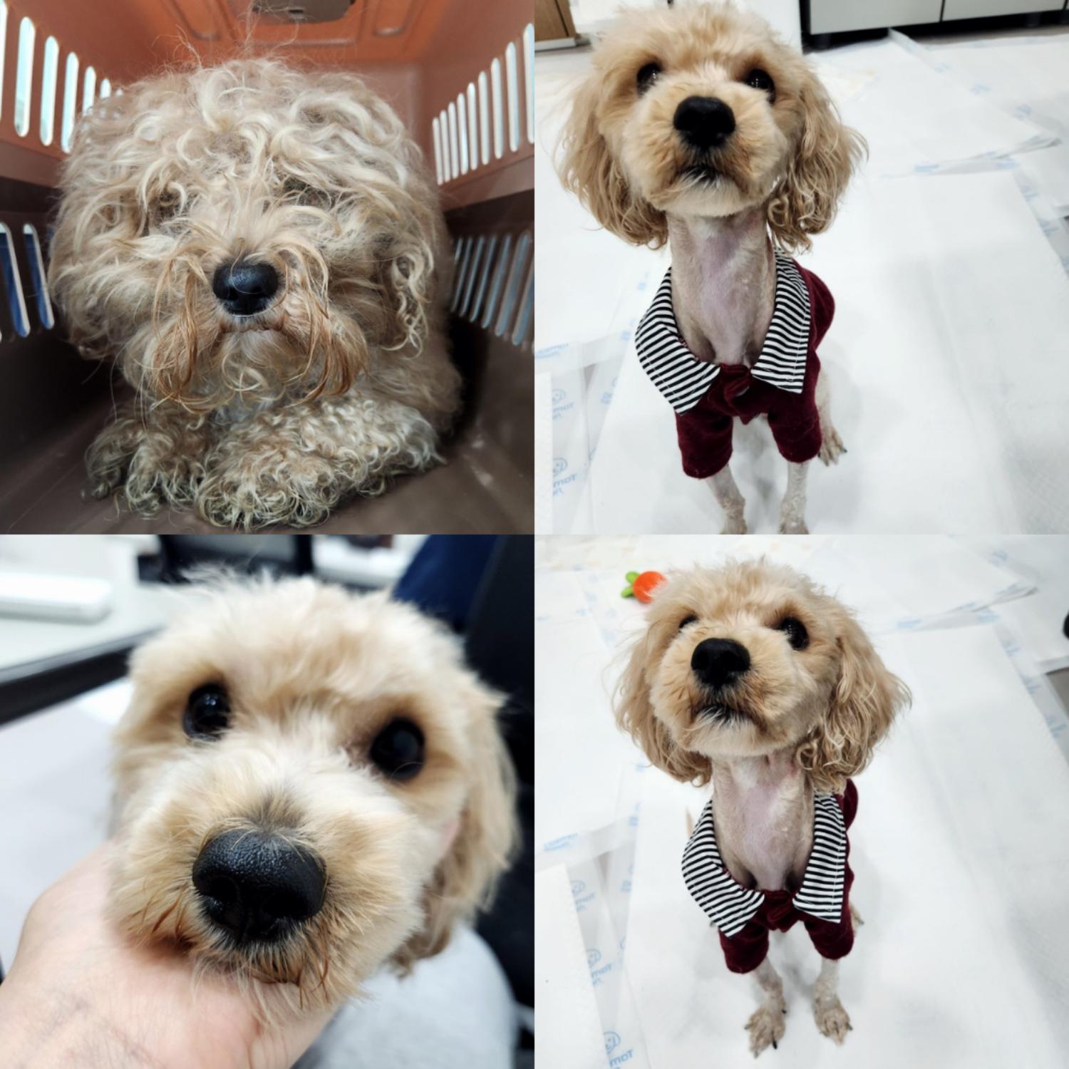반려동물 입양센터_447508202401155