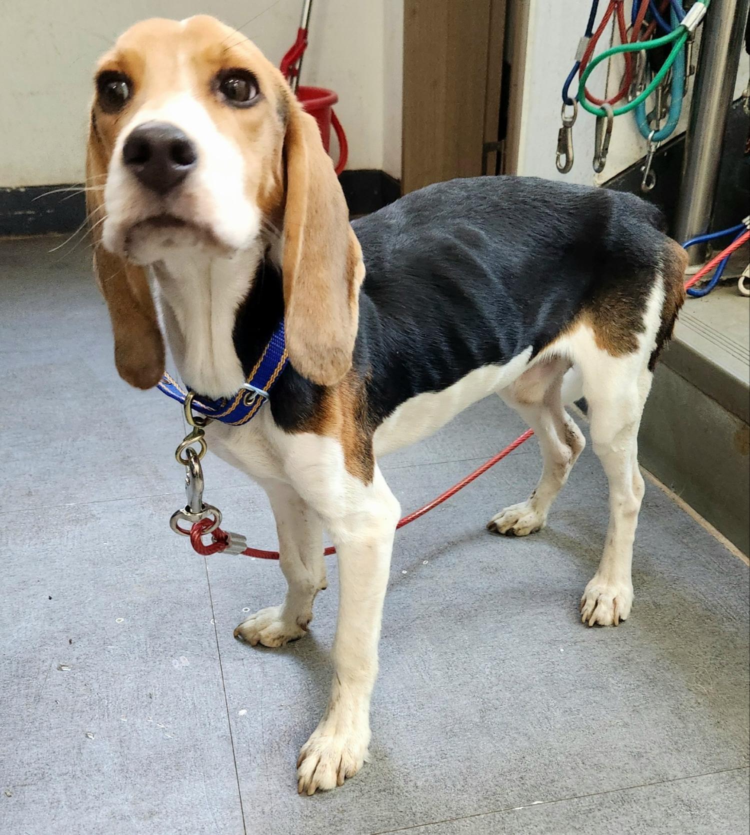 용인시 동물보호센터_441405202402769