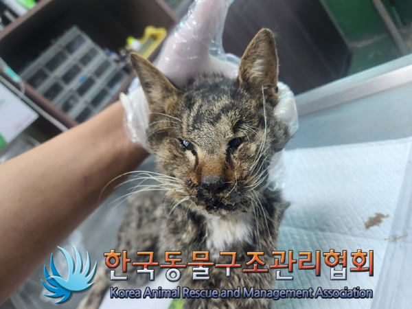 한국동물구조관리협회_411312202400939