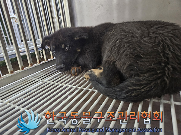 한국동물구조관리협회_411311202401000