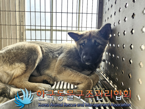 한국동물구조관리협회_411311202401003