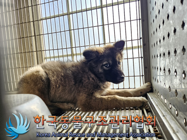 한국동물구조관리협회_411311202401001
