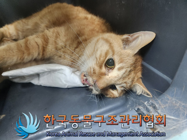 한국동물구조관리협회_411306202400857