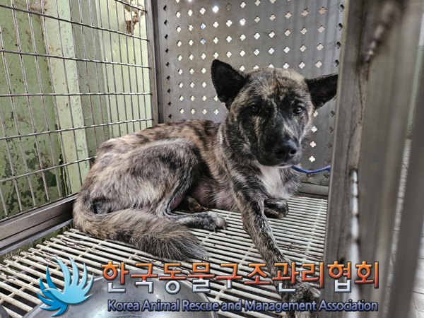 한국동물구조관리협회_411311202401002