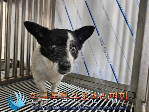 한국동물구조관리협회_411310202400669