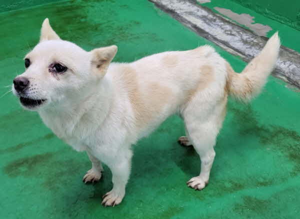 영월군 동물보호센터_442427202400339