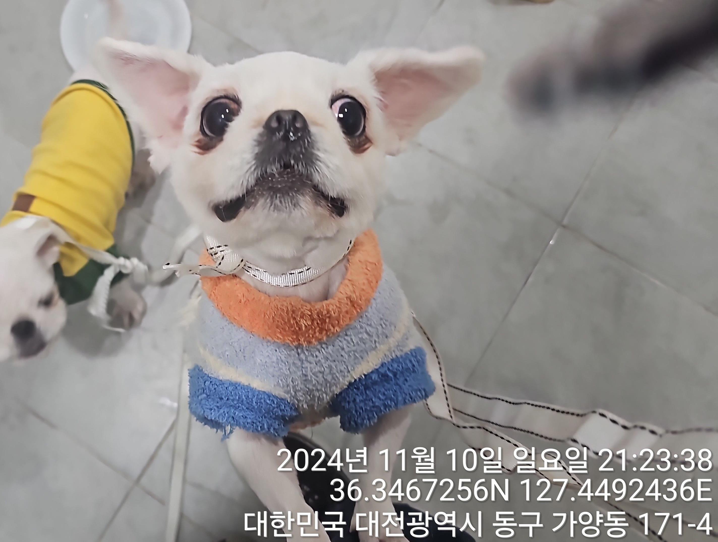 대전동물보호센터_430364202400790