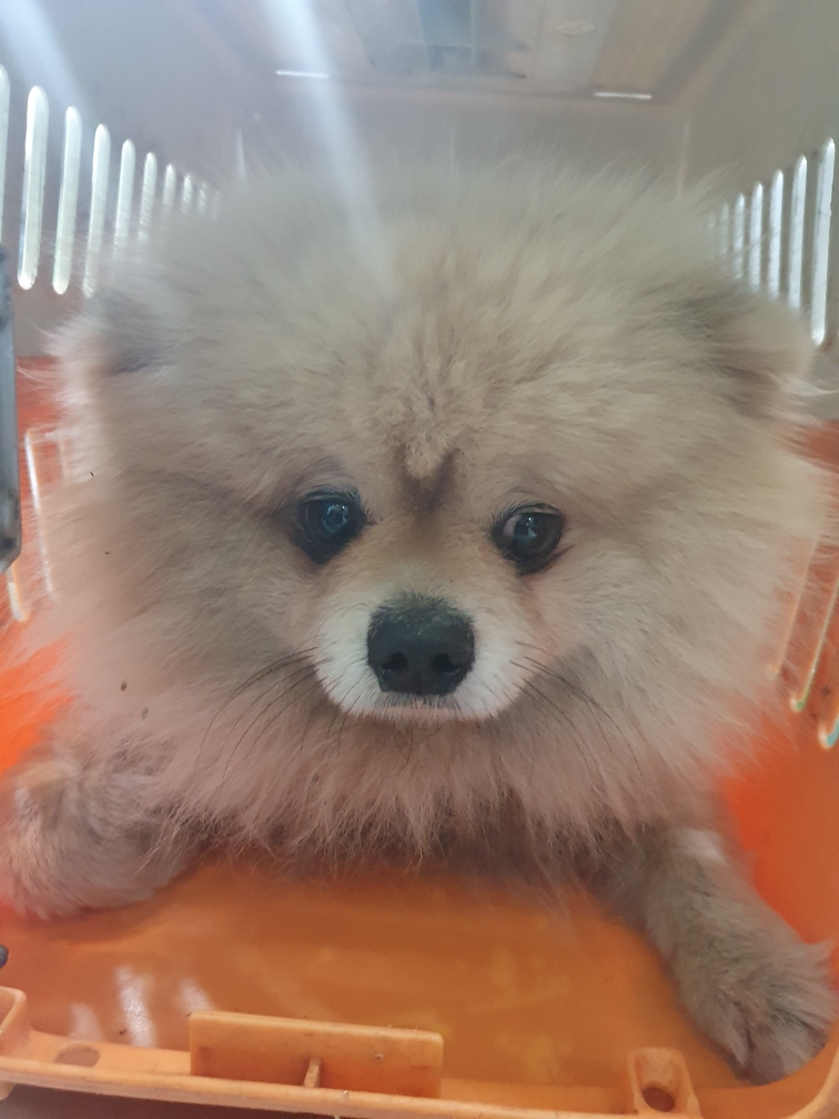 펫앤쉘터동물병원_441378202401432