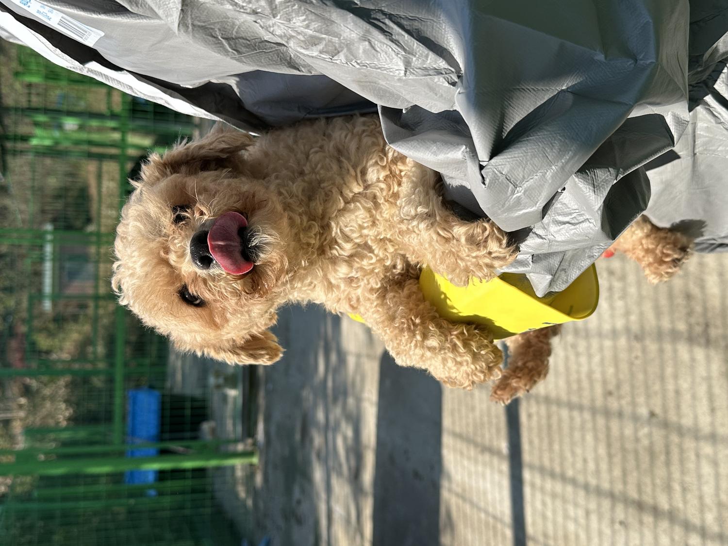 예산동물보호센터_444461202400645