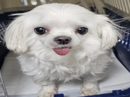 원주시동물보호센터_442419202400868