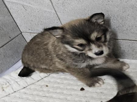 원주시동물보호센터_442419202400867